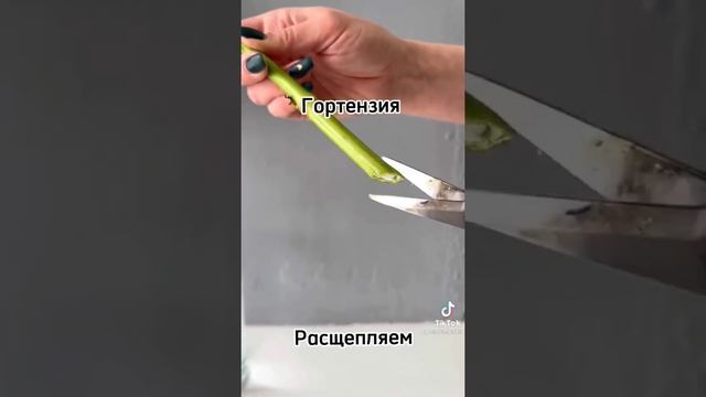 Как подрезать цветы