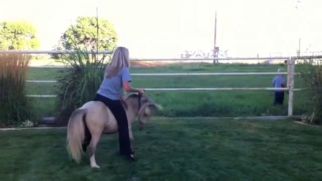 funny mini horse accident смотреть онлайн