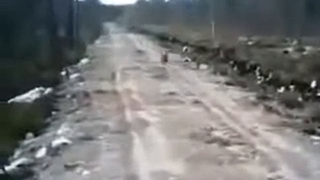 Заяц и пес Юмор! Прикол! Смех смотреть онлайн