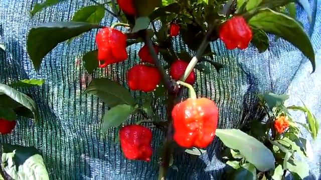 Carolina Reaper - Каролина рипер. Каролинский Жнец смотреть онлайн