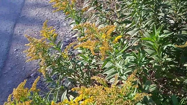 Ещё один неприхотливый многолетник - золотарник. смотреть онлайн