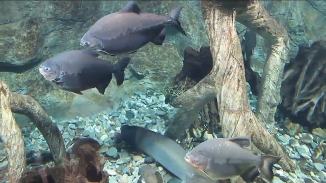 ТАМБАКИ -Травоядная пиранья смотреть онлайн