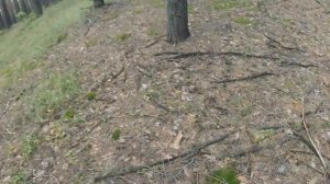 Грибы в начале августа в Бабках в Воронежской области . Море грибов Маслят, Рыжиков, Белых грибов!