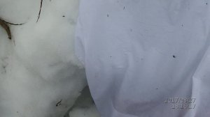 Весенняя охота на гуся!!