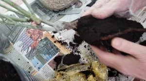 Распаковываем розы из магазина ОБИ