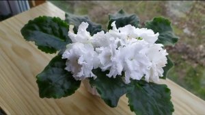 ОБЗОР 3 СОРТОВ ФИАЛОК. ПЕРВОЕ ЦВЕТЕНИЕ СЕНПОЛИИ(ФИАЛКИ) РМ- КОРОЛЕВСКИЕ КРУЖЕВА.