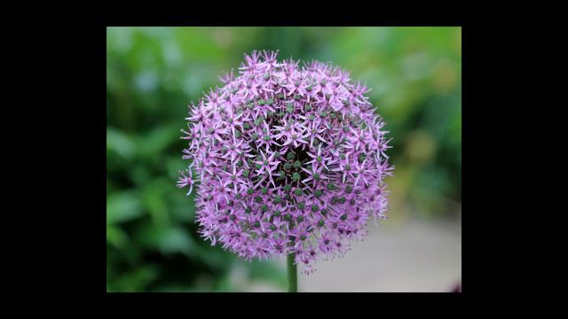 Allium Giganteum смотреть онлайн