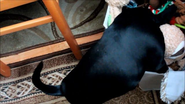 Uczymy się nowej sztuczki смотреть онлайн