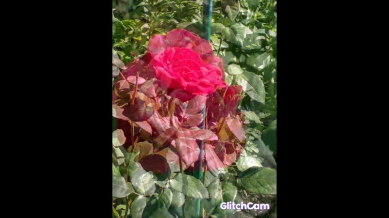DRIMS of roses , мечты о розовых кустах, цветение Розы