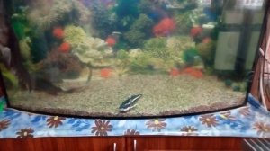 Распылитель воздуха (аэратор) для УЗВ или ПРУДА своими руками