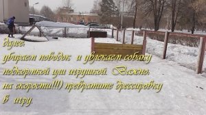 учим собаку брать # барьер. ходить по # бревну (#бум)