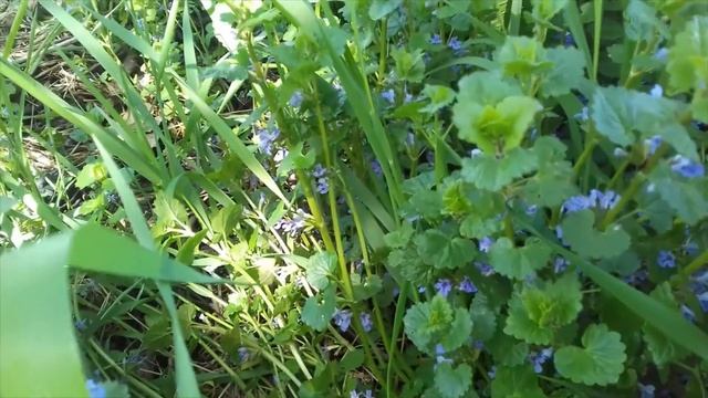 Будра плющевидная. Лечебные свойства. Видеоблог Лоариэл смотреть онлайн