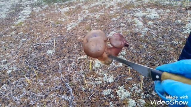 На север за БЕЛЫМИ / Красновишерск / 26 сентября