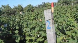 ремонтантная малина летом || сколько можно собрать малины с 1 сотки || бизнес на малине в селе