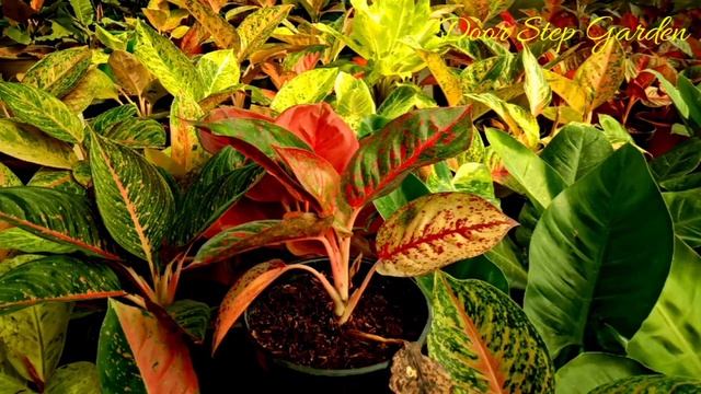 Why Aglaonema Leaves turns Yellow Color II How to Signify Root Rot Start in Aglaonema II смотреть онлайн
