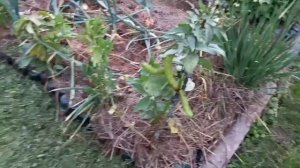 Лучшая мульча для картофеля.