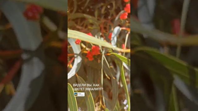 Как цветет эвкалипт. #австралия #наташазвада #эвкалиптцветет смотреть онлайн