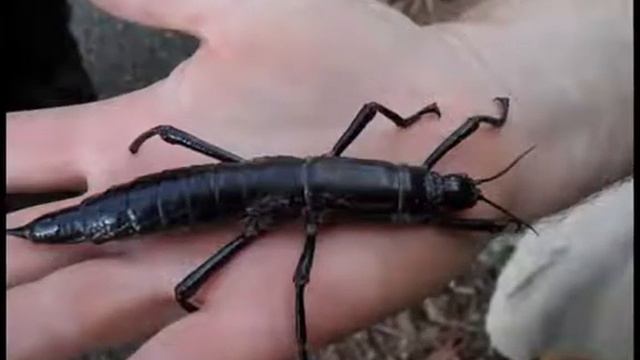 ТОП5 Самых больших Насекомых