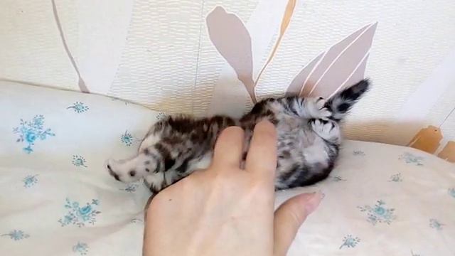 Мимимишка - сладкий мрамоный котенок! смотреть онлайн