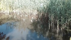 Карась питается