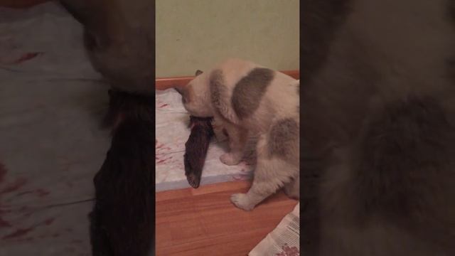 Воспитание щенка!! Чем порадовать??