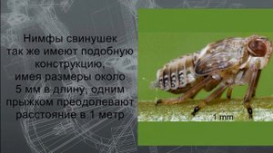 Механизмы природы