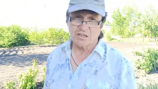 Чернеют листья на плодовых деревьях. Это бактериальный ожог. Чем его лечить смотреть онлайн