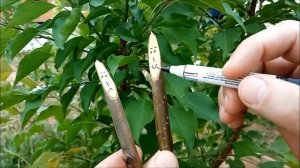 Раскрываю СЕКРЕТ как УЛУЧШИТЬ результат прививки дерева абрикоса | 25 мая 2023 г.