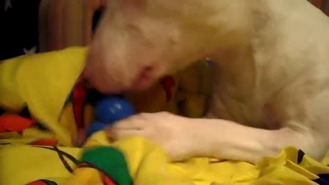 Миниатюрный бультерьер - грызун | Miniature Bull Terrier - Rodent