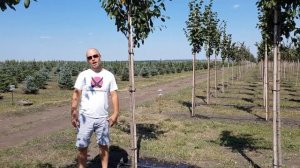 Крупномеры. Ирга ламарка на штамбе.