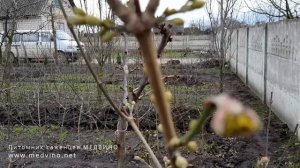 Как стратифицировать и высаживать косточки кизила