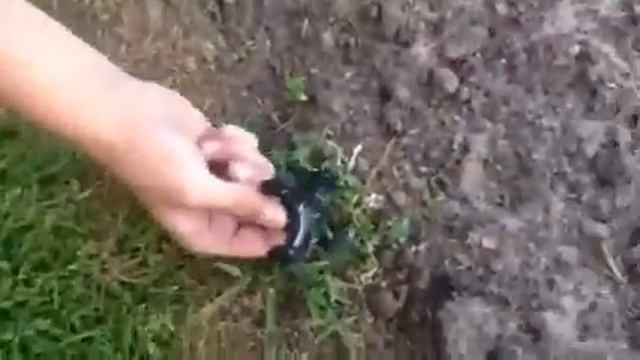 Квадрокоптер режет траву новость ???