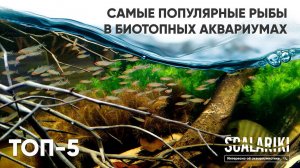 Топ-5 популярных рыб в биотопных аквариумах