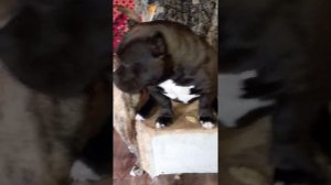 Американский булли тип покет  самка