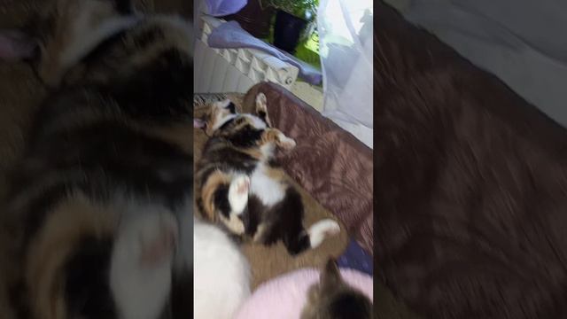 Котики устали🐈😺🐱..