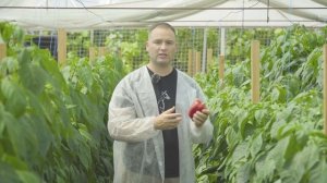 Перець Амарок F1. Відео, опис, відгуки