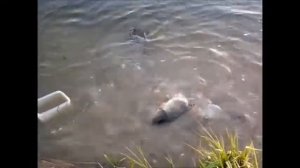 малый пруд в мотово