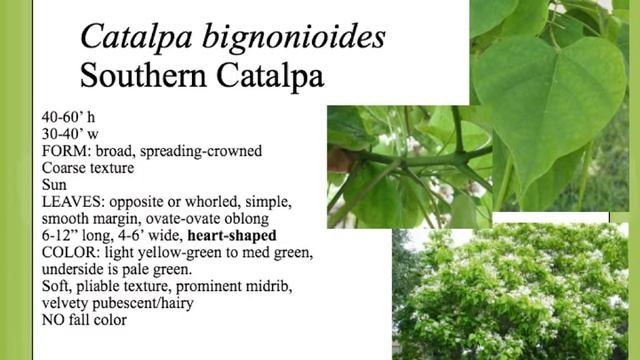 Catalpa bignonioides смотреть онлайн