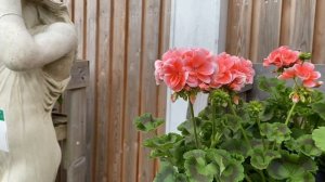 ПЕЛАРГОНИЯ Sunrise! ОБЗОР Сортов. Pelargonium Sunrise London ??????