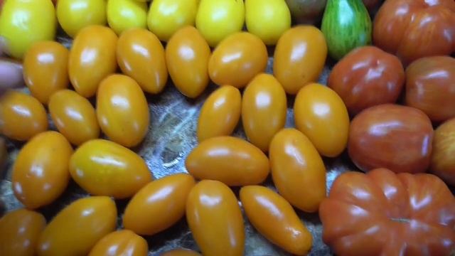 Универсальный томат Русские колокола - подходит и для получения раннего урожая, и для засолки! смотреть онлайн