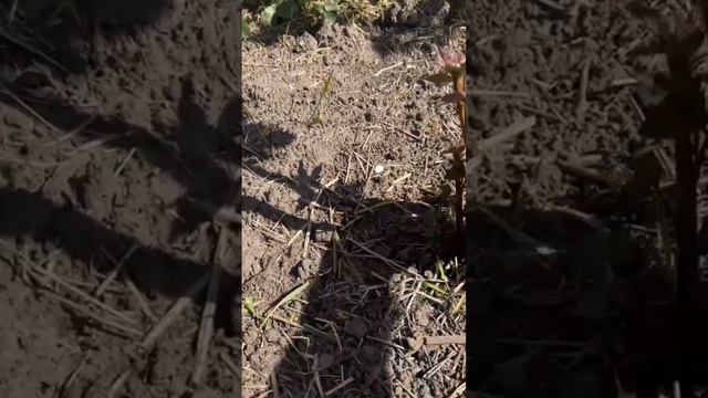 О ЕЖЕВИКЕ КРАТКО дача дачнаяжизнь ежевика ежевикауход ежевикавесной