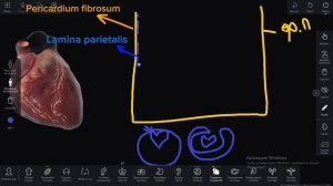 Перикард. Слои Перикарда. Полость Перикарда.