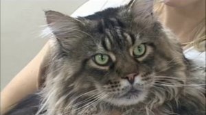 Авитаминоз у кошек