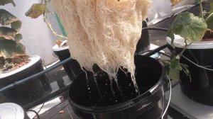 Какие Большие вырастают  корни на гидропонике