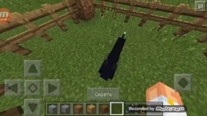 Как сделать  кота без модов в майнкрафте