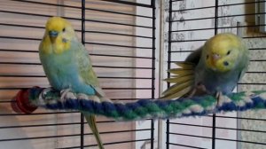 Радужные волнистые попугайчики