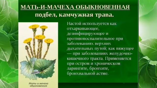 "Растения - друзья и враги"