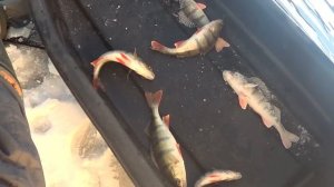 Открытие зимнего сезона на Ладоге, Чёрное. Зимняя рыбалка. Окунь. На мормышку!