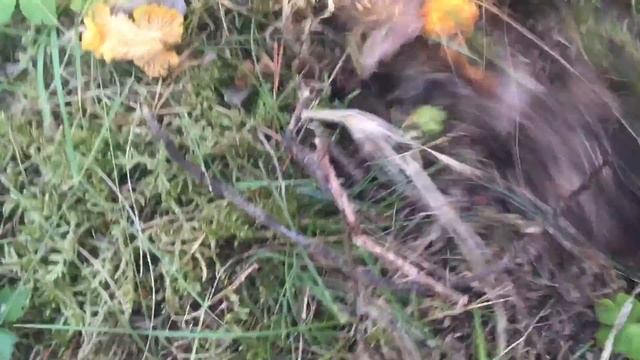 Cantharellus cibarius (rebozuelo) | Foromicologico.es смотреть онлайн