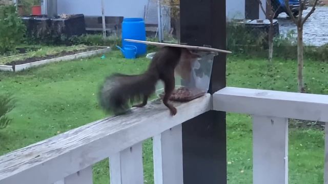 Жизнь на даче: Вкусные рецепты. Работа в саду.Новые зелёные питомцы. смотреть онлайн